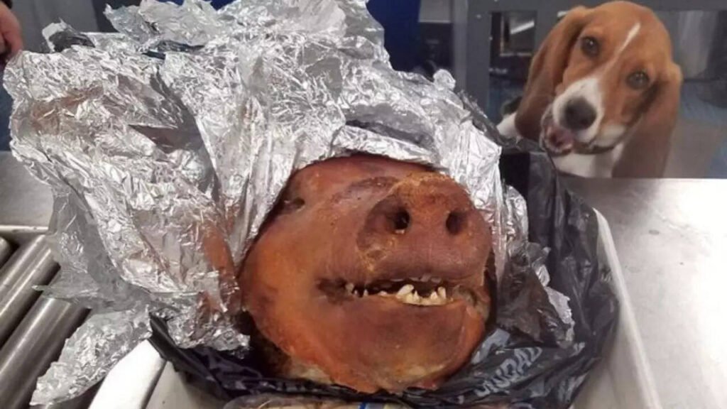 Breaking News! 
 'Declare meats, fruits, vegetables': Travelers to US get weird reminder from CBP
 U.S. Custom