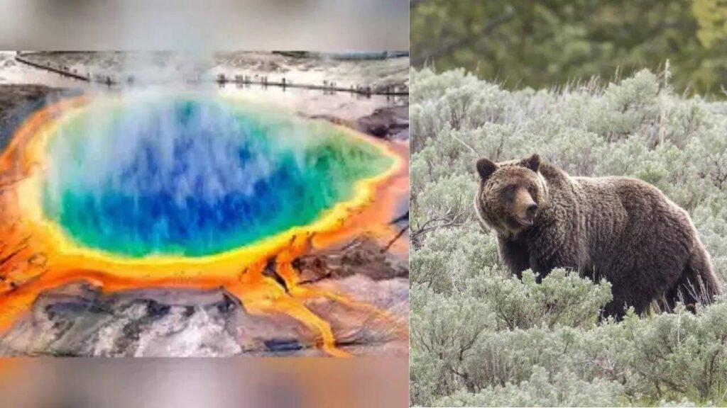 Breaking News! 
 Is Yellowstone’s supervolcano about to erupt? Truth and rumours behind the viral bear video
