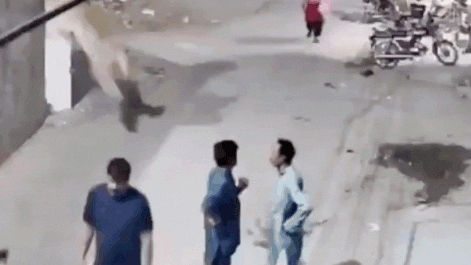 Breaking News! 
 Pakistan's wild chaos: Runaway pet lion attacks woman and children in Lahore, 3 arrested; wat