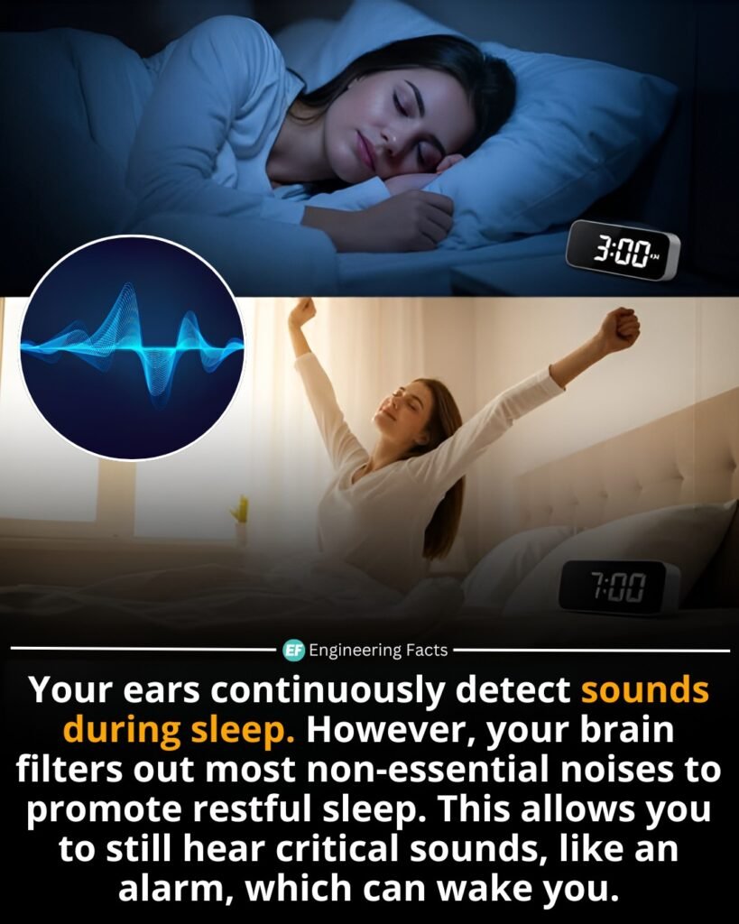 Even in deep sleep, your auditory system remains surprisingly active. While your ears still pick up environmen