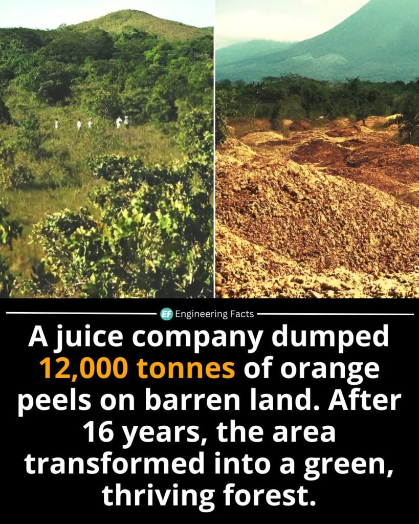 In 1997, scientists from Princeton University collaborated with a juice company in Costa Rica to conduct an un