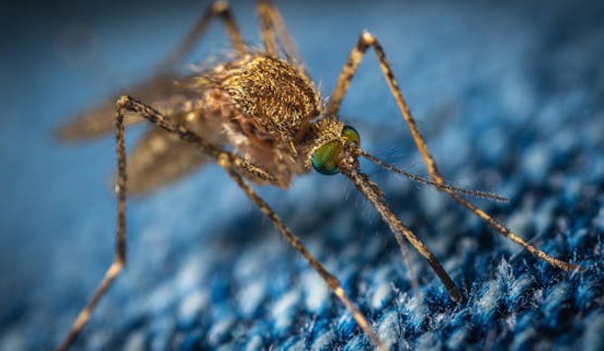 World's first death from Oropouche fever confirmed in Brazil: All you need to know