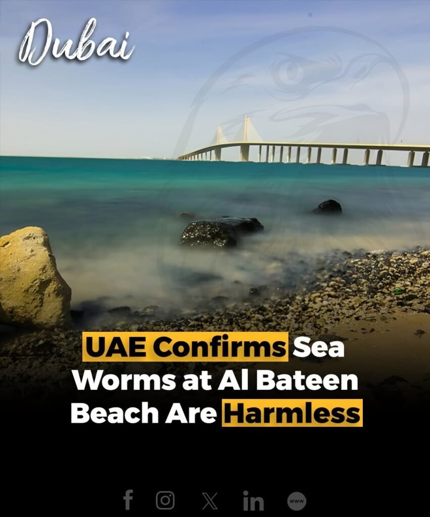 On July 8, UAE authorities clarified that the sea worms spotted at Al Bateen Beach in Abu Dhabi are completely