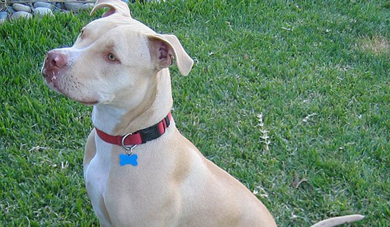 Dog breeds Central government plans to ban