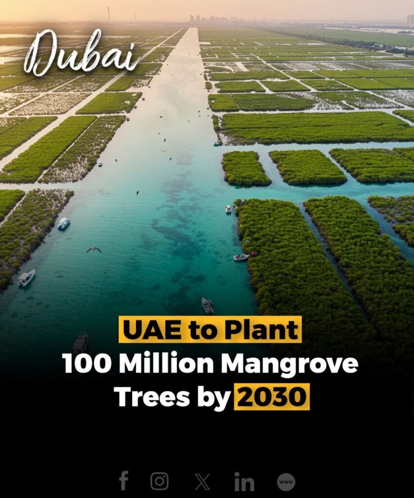 The UAE has committed to planting 100 million mangrove trees by 2030, marking one of the region's largest clim