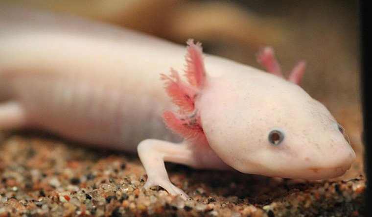 Pet lizards that are low-maintenance