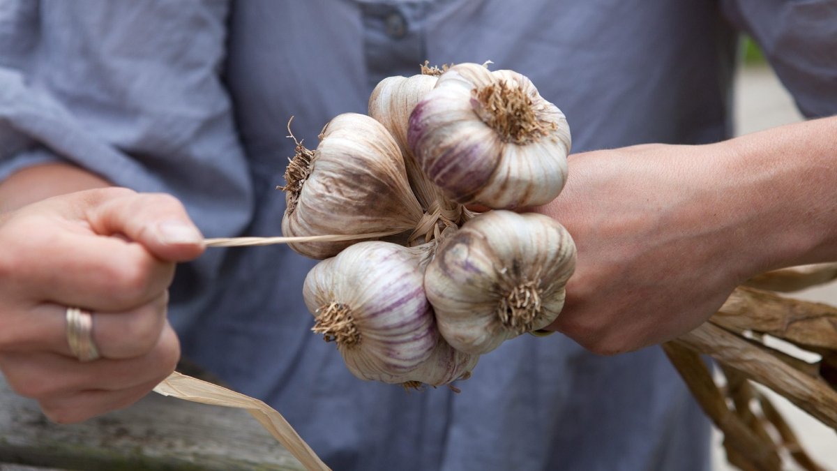 Cancer prevention to bone strength, 6 medical benefits of garlic that'll blow your mind away