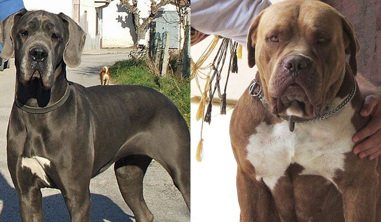 Large dogs that are gentle giants