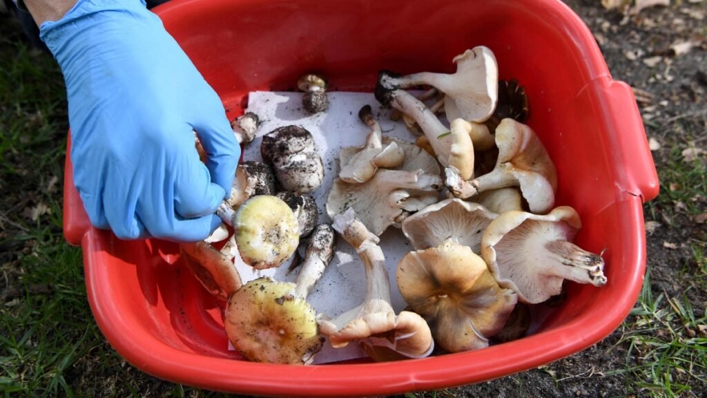 Most poisonous/toxic mushrooms in the world that can kill if consumed | Erin Patterson death cap murders