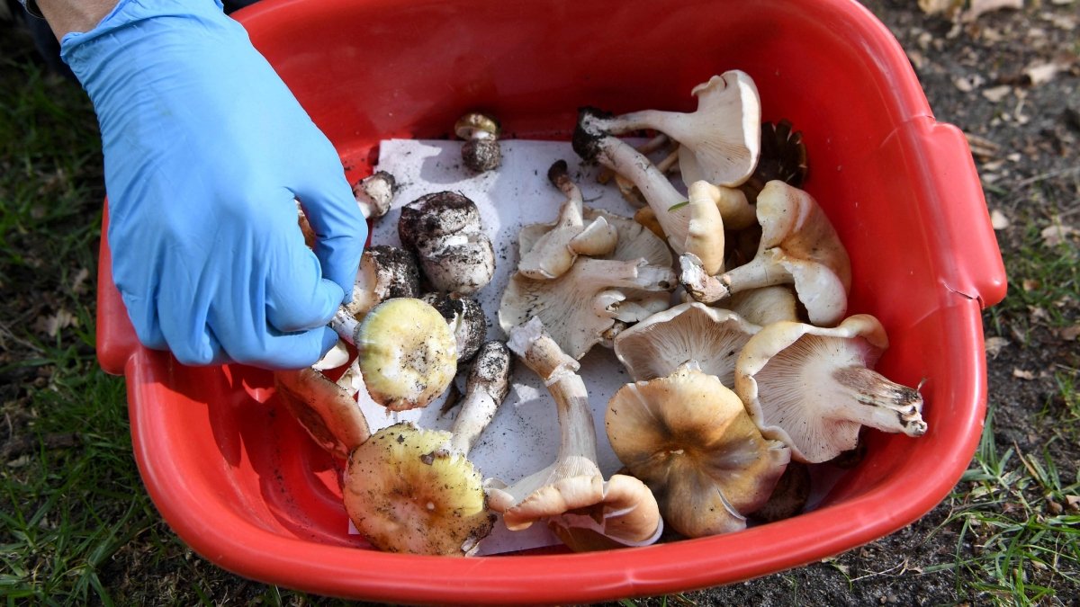 Most poisonous/toxic mushrooms in the world that can kill if consumed | Erin Patterson death cap murders