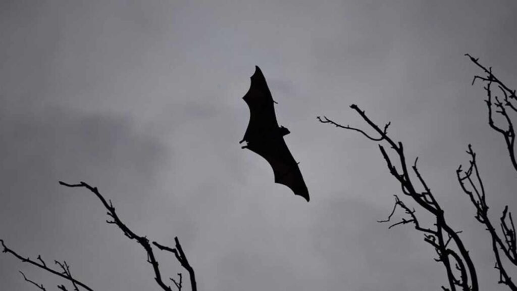 As Kerala enters Nipah season, 5 ways to keep virus away