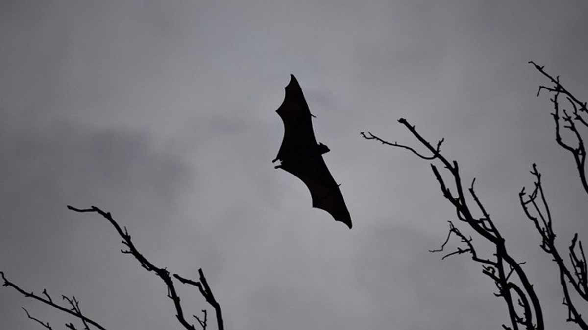 As Kerala enters Nipah season, 5 ways to keep virus away