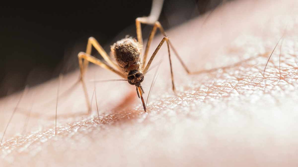 Why mosquitoes find pregnant women delicious
