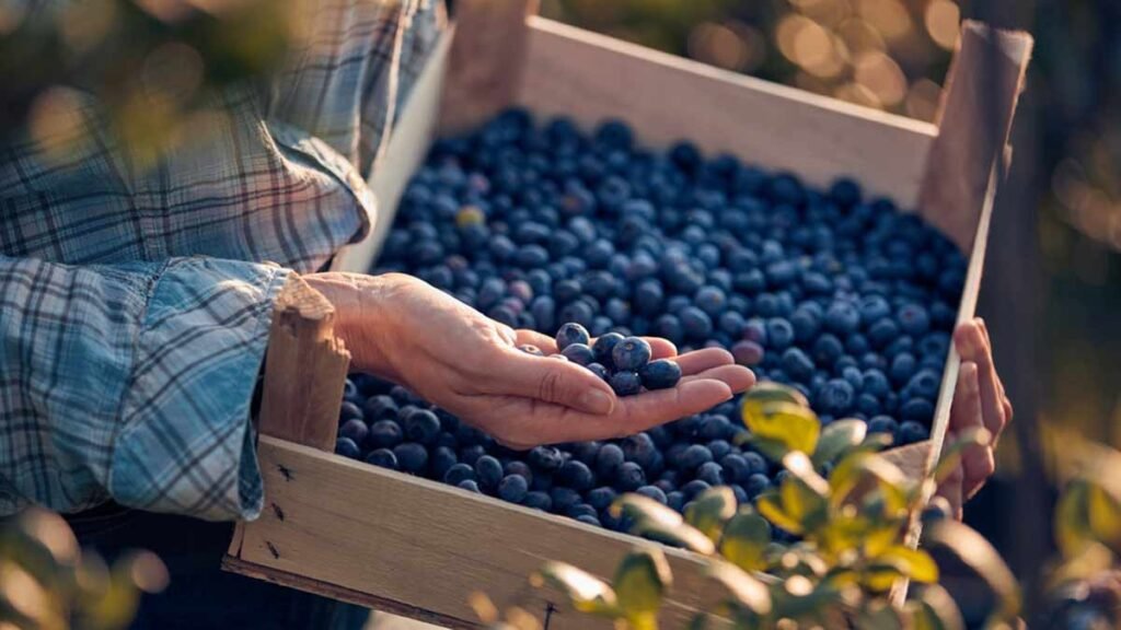 Why should you include blueberry in diet?