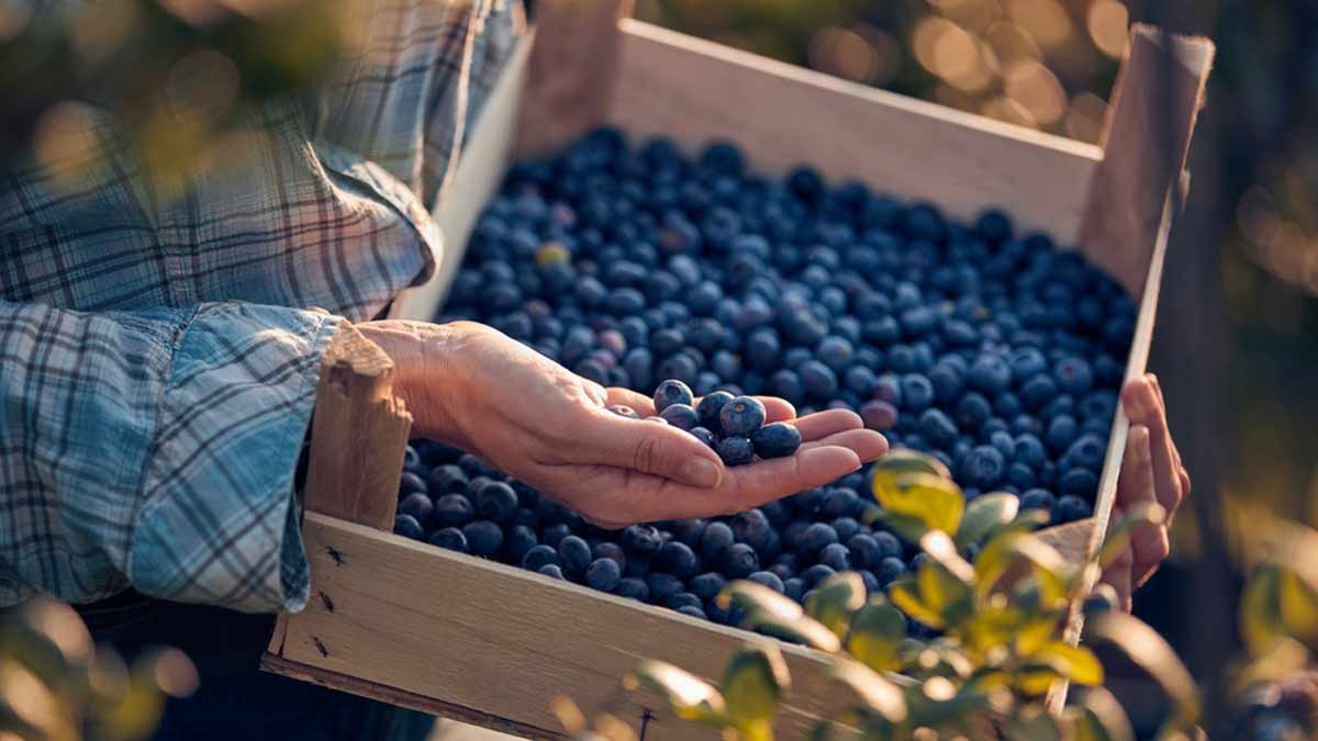 Why should you include blueberry in diet?