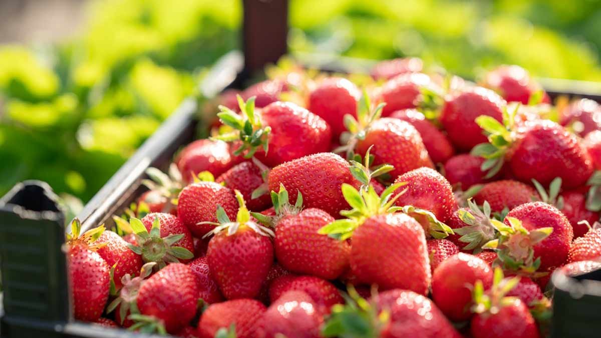 6 amazing health benefits of strawberries – Bet you didn’t know these!