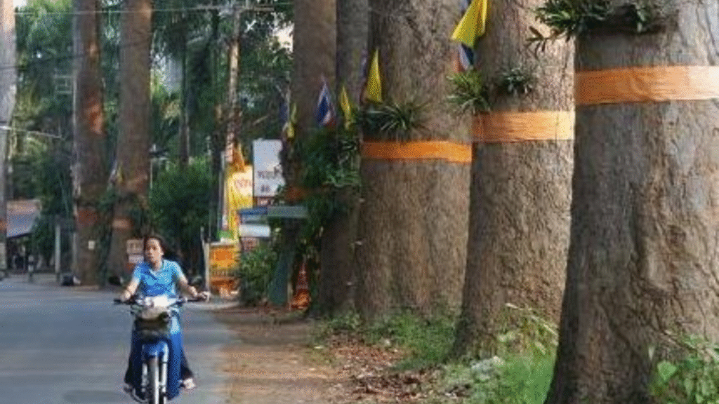 Official/State trees of all eight Northeast Indian states: How many can you name?