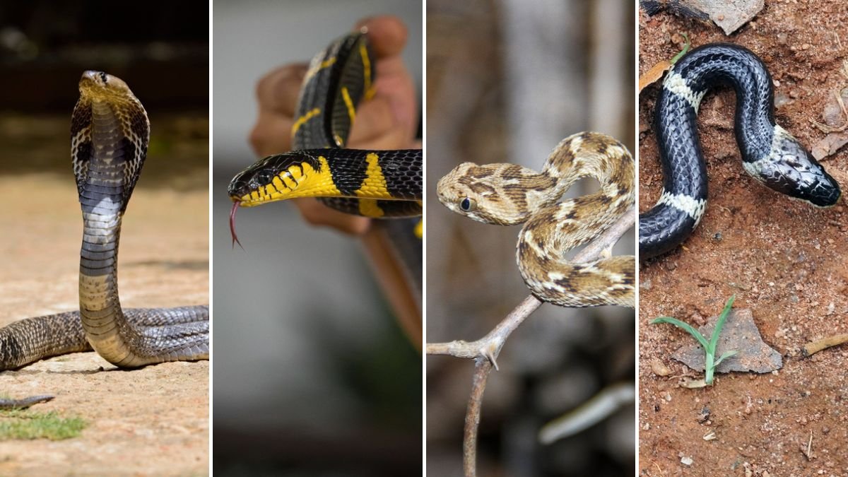 World Snake Day: India’s most venomous snakes to look out for